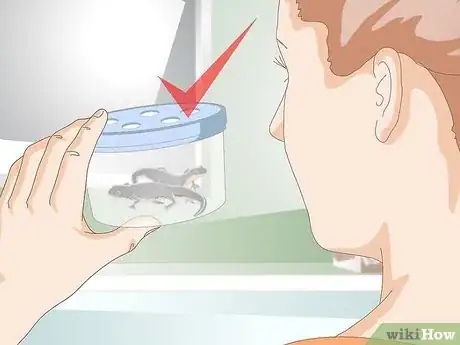 Immagine titolata Care for Salamanders Step 3
