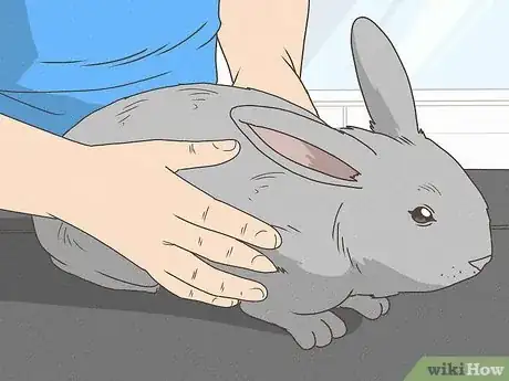 Immagine titolata Care for Rex Rabbits Step 1