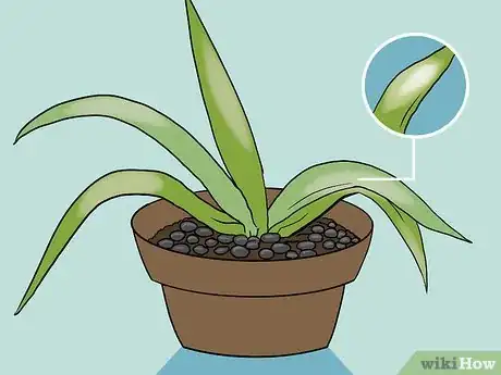 Immagine titolata Revive a Dying Aloe Vera Plant Step 9