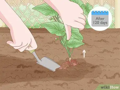 Immagine titolata Grow Sweet Potatoes Step 21