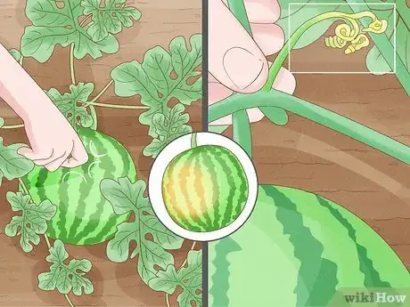 Immagine titolata Grow Watermelons Step 10