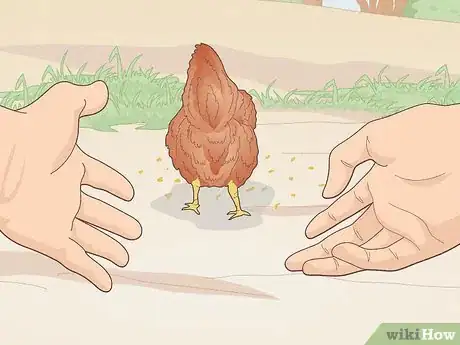 Immagine titolata Catch a Chicken Step 5