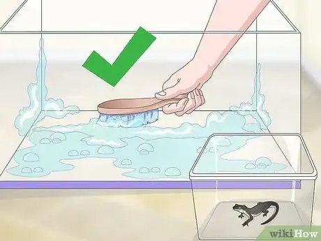 Immagine titolata Care for Salamanders Step 7