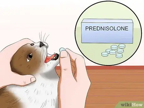 Immagine titolata Stop a Cat from Pulling Its Hair Out Step 5