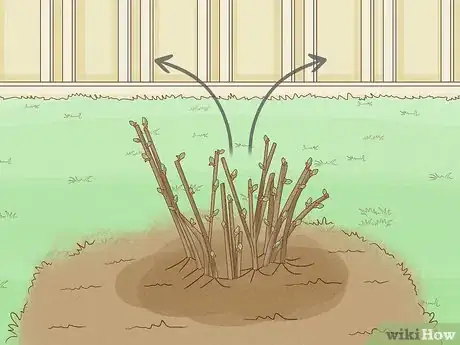 Immagine titolata Prune Spirea Shrubs Step 11