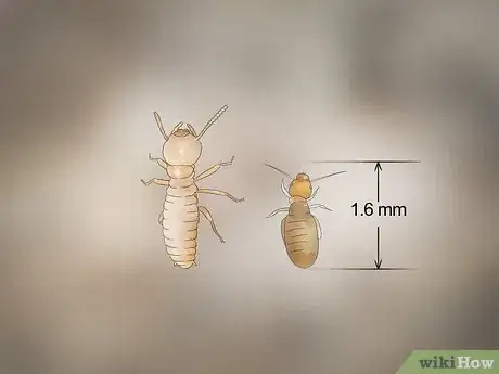 Immagine titolata Identify Termite Larvae Step 10