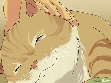 Immagine titolata Clean Your Cat's Ears Step 5