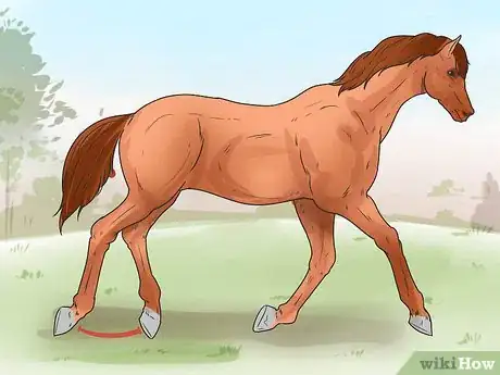 Immagine titolata Tell if Your Horse Needs Hock Injections Step 9