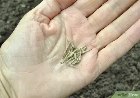 Immagine titolata Grow Evening Primrose Step 2