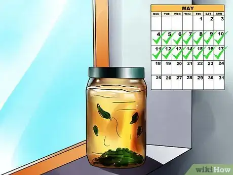 Immagine titolata Make Eucalyptus Oil Step 10