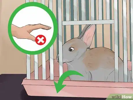 Immagine titolata Catch a Pet Rabbit Step 4