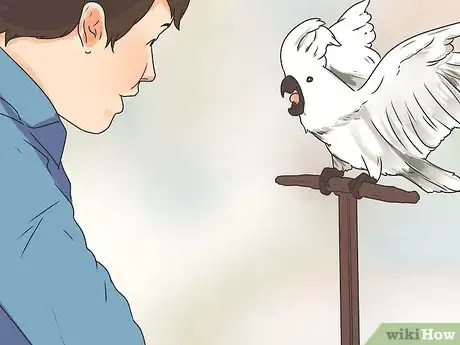 Immagine titolata Teach Your Bird to Talk Step 2