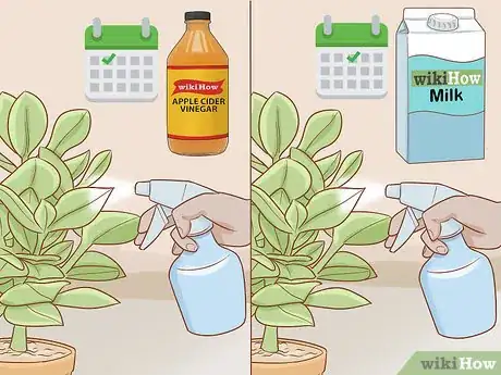 Immagine titolata Get Rid of Powdery Mildew on Plants Step 7