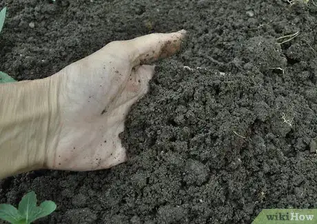 Immagine titolata Grow Evening Primrose Step 3