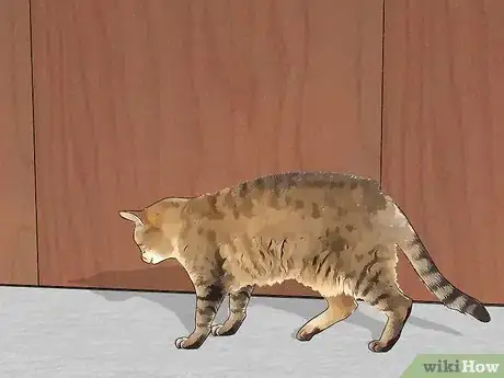 Immagine titolata Get Rid of Mice Fast Step 10