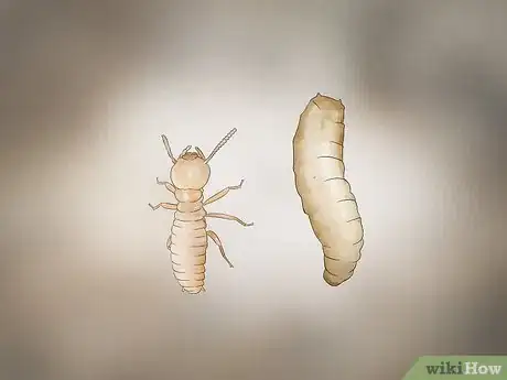 Immagine titolata Identify Termite Larvae Step 12