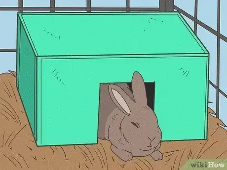 Immagine titolata Care for Rex Rabbits Step 9