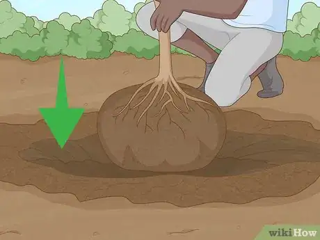 Immagine titolata Replant a Tree Step 10