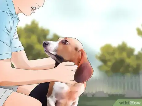 Immagine titolata Keep Flies Off Dogs Step 8