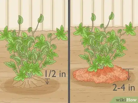 Immagine titolata Grow Blueberries Step 11
