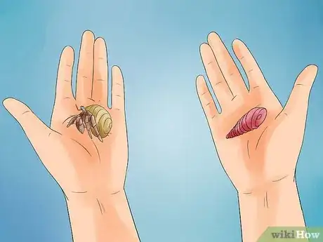 Immagine titolata Care for Hermit Crabs Step 14