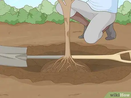 Immagine titolata Replant a Tree Step 11