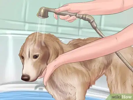 Immagine titolata Groom a Dog Step 16