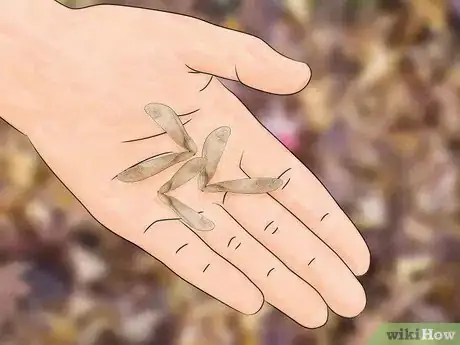 Immagine titolata Germinate Maple Tree Seeds Step 14