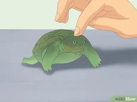 Immagine titolata Pet a Turtle Step 3