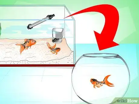 Immagine titolata Save a Dying Goldfish Step 17