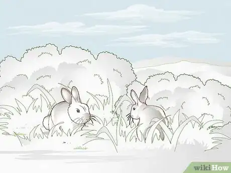 Immagine titolata Hunt Rabbit Step 13