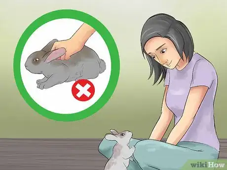 Immagine titolata Catch a Pet Rabbit Step 5