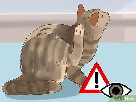 Immagine titolata Diagnose and Treat Bacterial Skin Infections in Cats Step 2