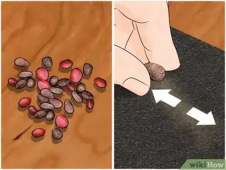 Immagine titolata Grow a Magnolia Tree Step 5