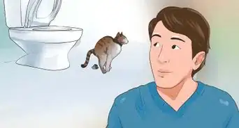 Insegnare al Tuo Gatto a Usare il WC