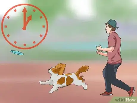 Immagine titolata Train Cavalier King Charles Spaniels Step 11