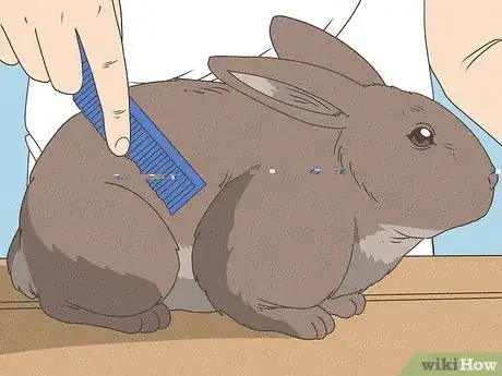 Immagine titolata Care for Rex Rabbits Step 6