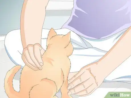 Immagine titolata Teach Your Cat to Give a Handshake Step 10