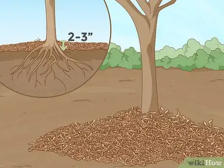 Immagine titolata Replant a Tree Step 13