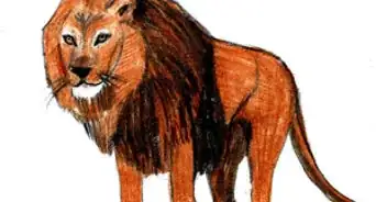 Disegnare un Leone