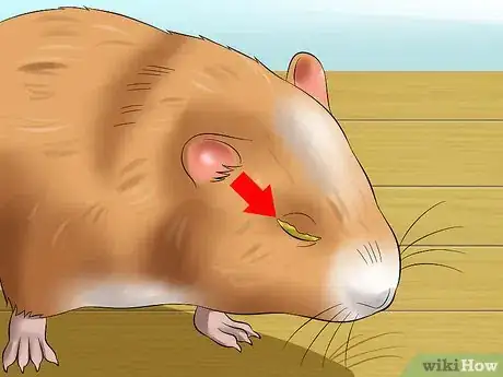 Immagine titolata Help a Hamster With Sticky Eye Step 1