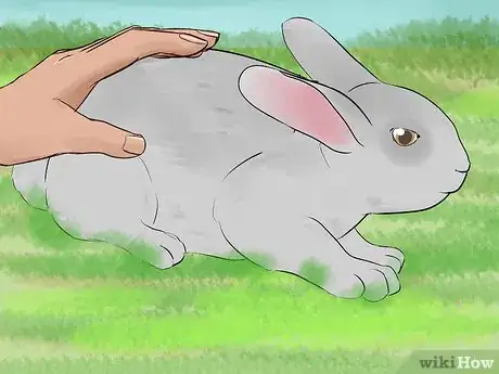 Immagine titolata Catch a Pet Rabbit Step 6