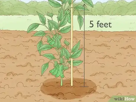 Immagine titolata Grow Lima Beans Step 7