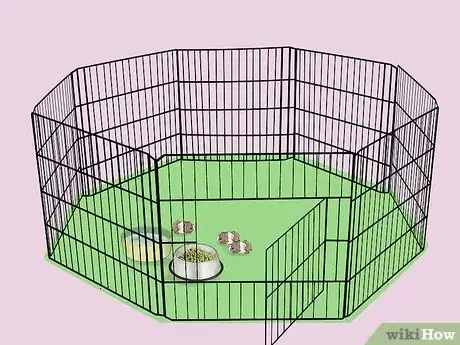 Immagine titolata Care for Baby Guinea Pigs Step 9