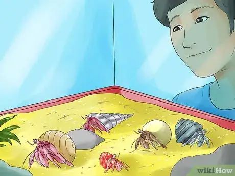 Immagine titolata Care for Hermit Crabs Step 12