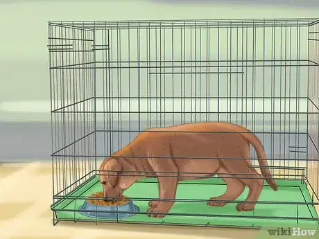 Immagine titolata Crate Train Your Dog or Puppy Step 16