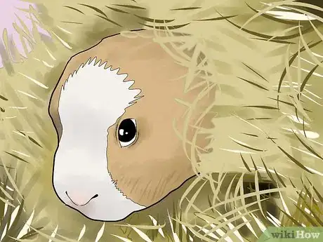 Immagine titolata Care for Baby Guinea Pigs Step 8