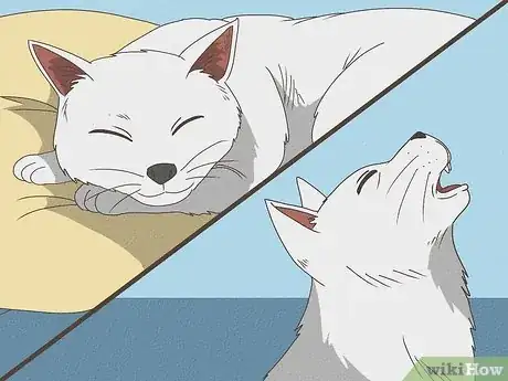 Immagine titolata Know Your Cat's Age Step 9