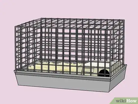Immagine titolata Care for Baby Guinea Pigs Step 1
