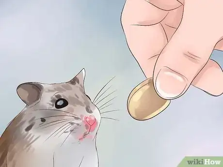 Immagine titolata Keep a Happy Hamster Step 8